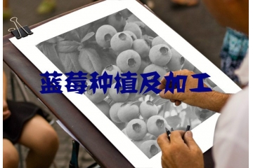 制約我國藍(lán)莓行業(yè)因素與市場化程度分析（附報(bào)告目錄）