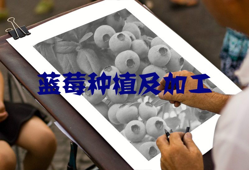 2020-2026年中國藍(lán)莓種植及加工業(yè)前景預(yù)測報告(圖1)